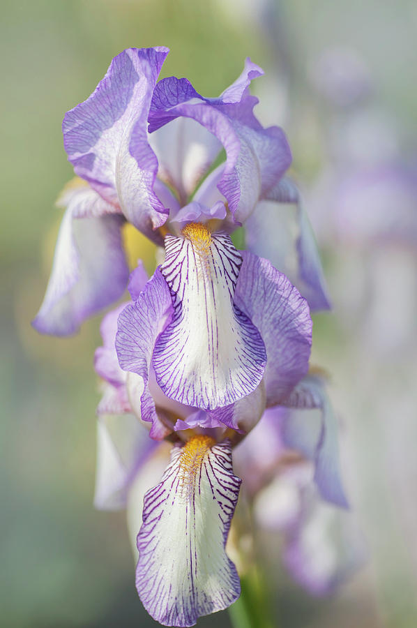 Beauty Of Irises. Madame de Sevigne Photograph by Jenny Rainbow