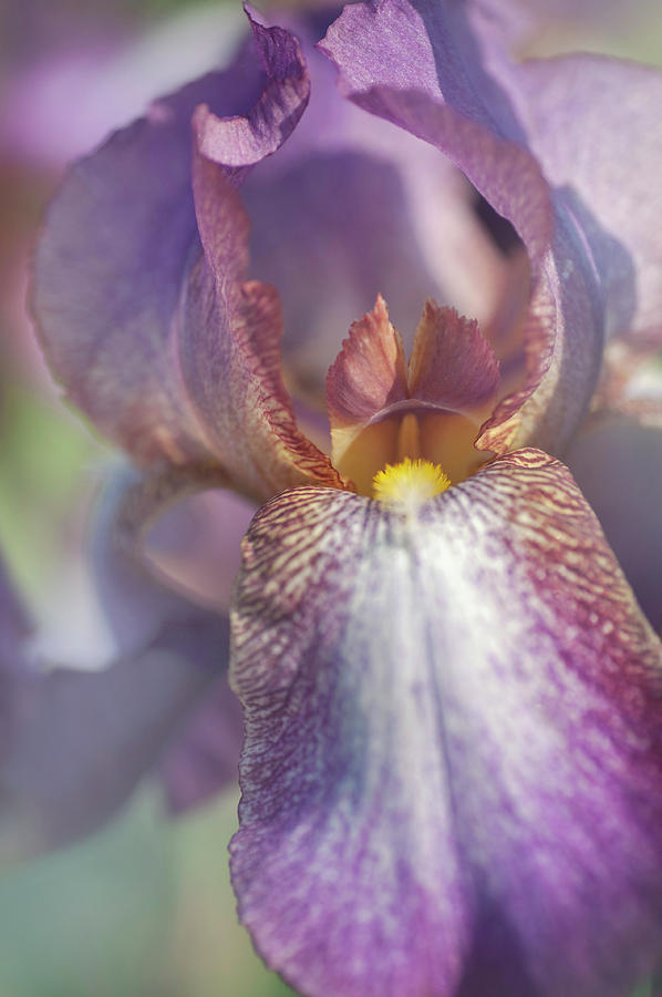 Beauty Of Irises. Madame Louis Aureau 1 Photograph by Jenny Rainbow