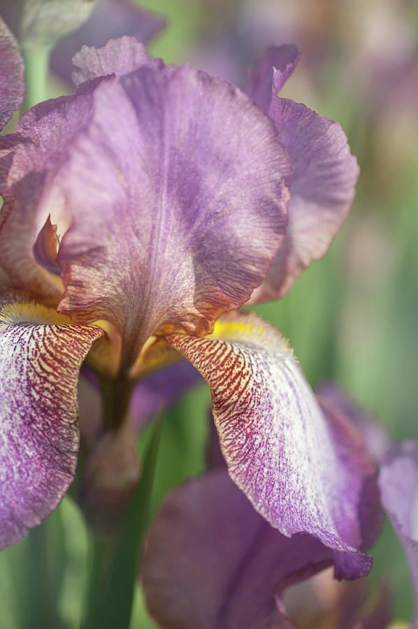 Beauty Of Irises. Madame Louis Aureau Photograph by Jenny Rainbow