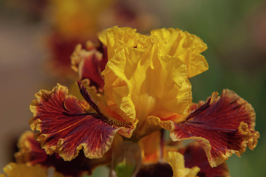 Beauty Of Irises. Magic Lamp 2 Photograph by Jenny Rainbow