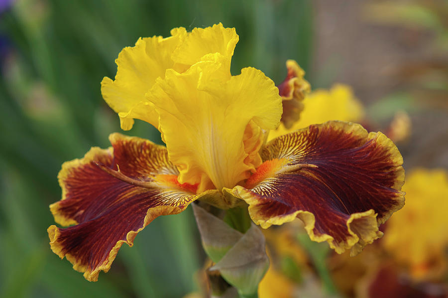 Beauty Of Irises. Magic Lamp Photograph by Jenny Rainbow