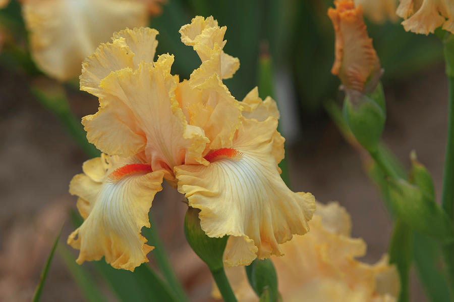 Beauty Of Irises - Mango Chutney 1 Photograph by Jenny Rainbow