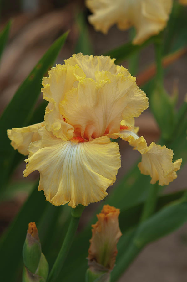 Beauty Of Irises - Mango Chutney 2 Photograph by Jenny Rainbow