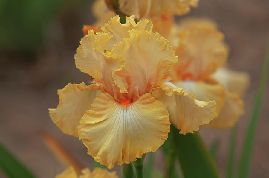 Beauty Of Irises - Mango Chutney Photograph by Jenny Rainbow