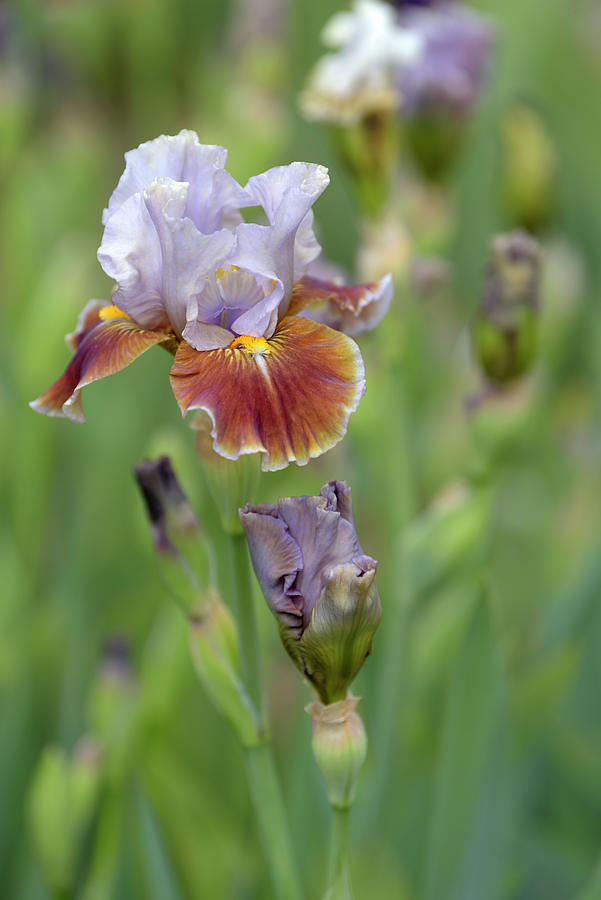 Beauty Of Irises. Mans Best Friend Photograph