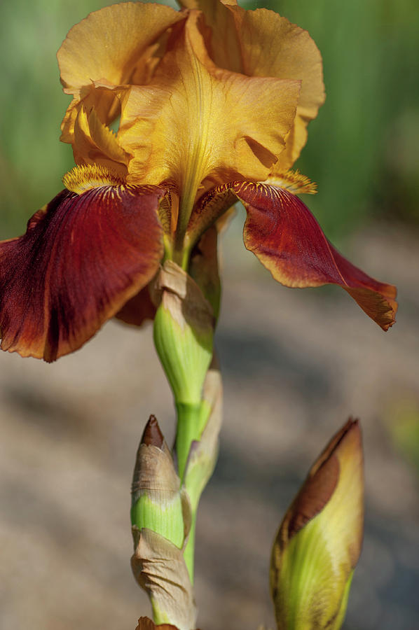 Beauty of Irises. Mexico 1 Photograph by Jenny Rainbow
