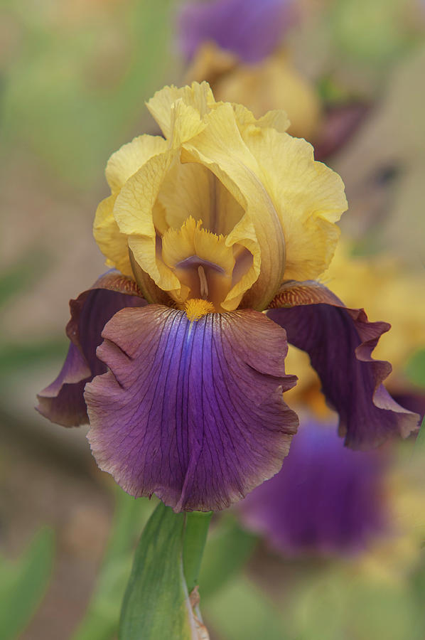 Beauty Of Irises. Milestone Closeup 2 Photograph by Jenny ainbow
