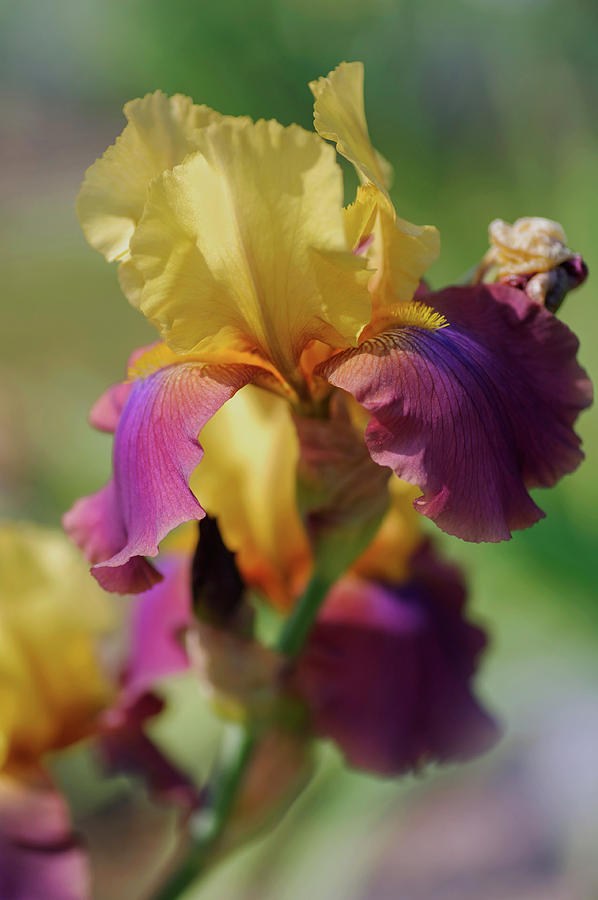 Beauty Of Irises. Milestone Photograph by Jenny Rainbow
