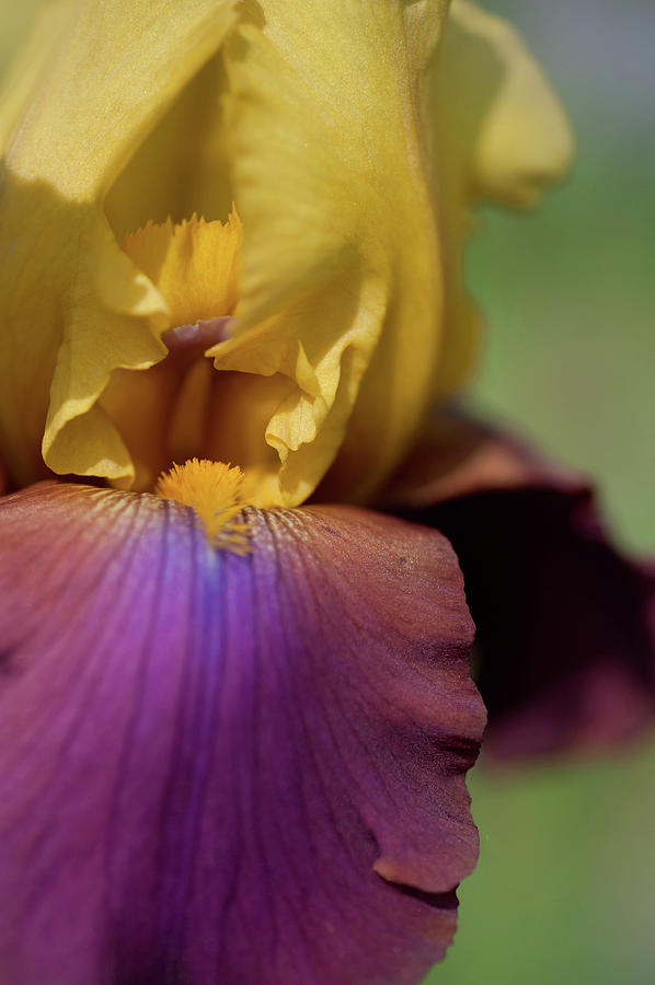 Beauty Of Irises. Milestone Macro Photograph by Jenny Rainbow