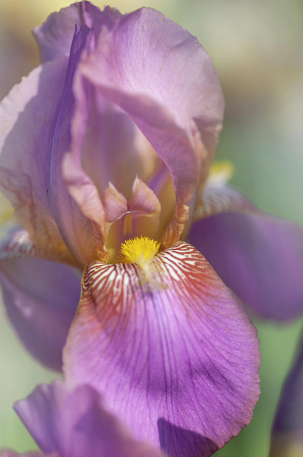 Beauty Of Irises. Miss California 1 Photograph by Jenny Rainbow