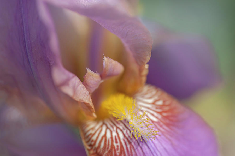 Beauty Of Irises. Miss California Photograph by Jenny Rainbow