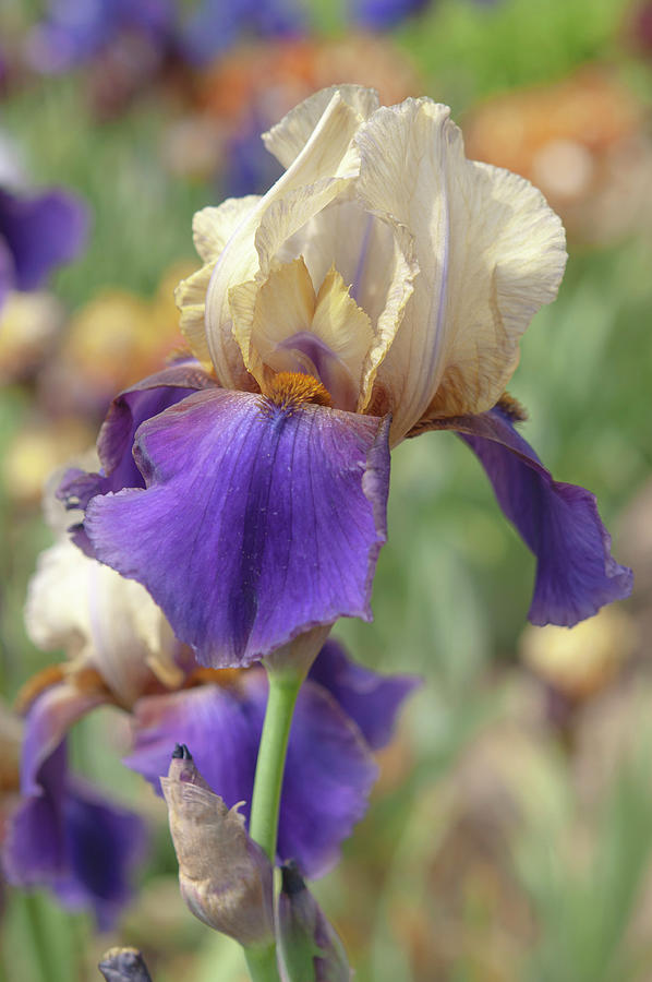 Beauty Of Irises. Mocambo 1 Photograph by Jenny Rainbow