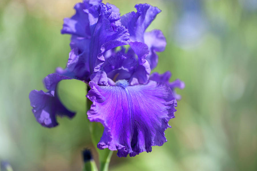 Beauty Of Irises. Modry Crystal 1 Photograph by Jenny Rainbow