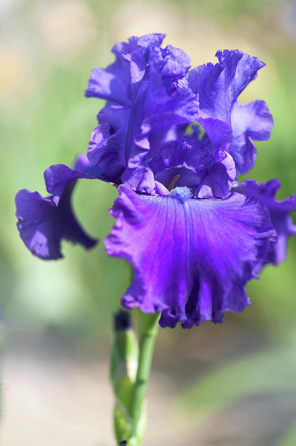 Beauty Of Irises. Modry Crystal Photograph by Jenny Rainbow