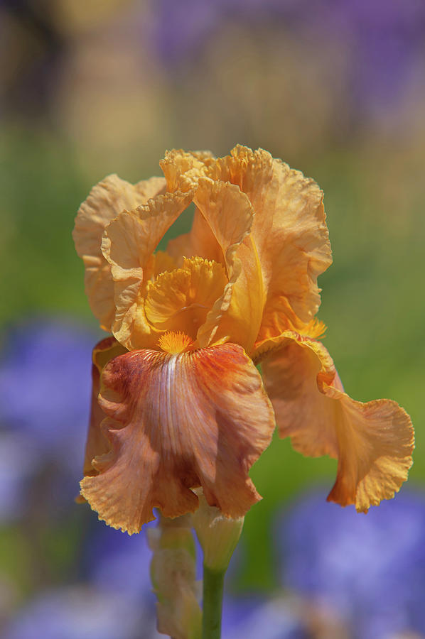 Beauty Of Irises. Montego Bay 2 Photograph by Jenny Rainbow