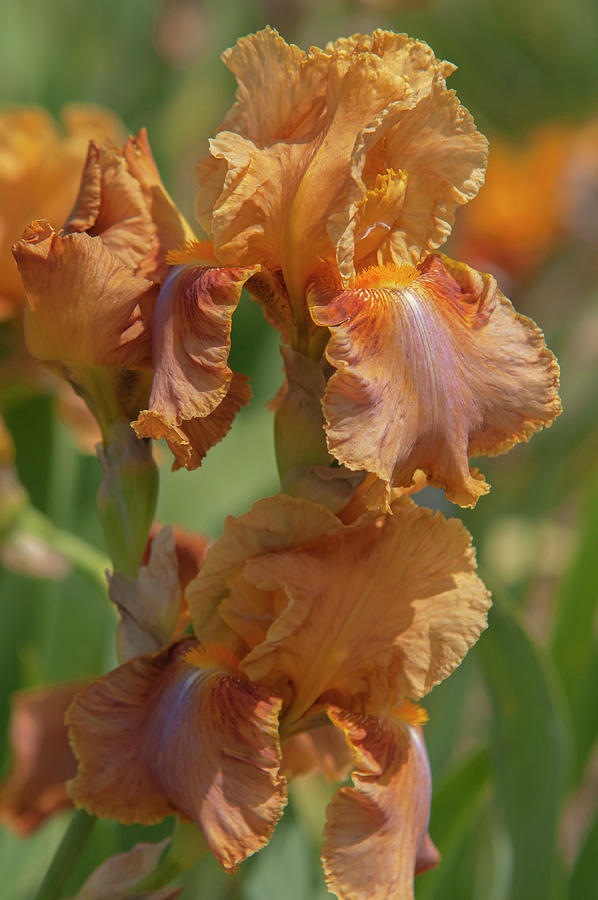 Beauty Of Irises. Montego Bay 3 Photograph by Jenny Rainbow
