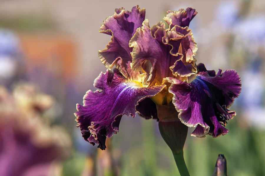 Beauty Of Irises. Montmartre 2 Photograph by Jenny Rainbow