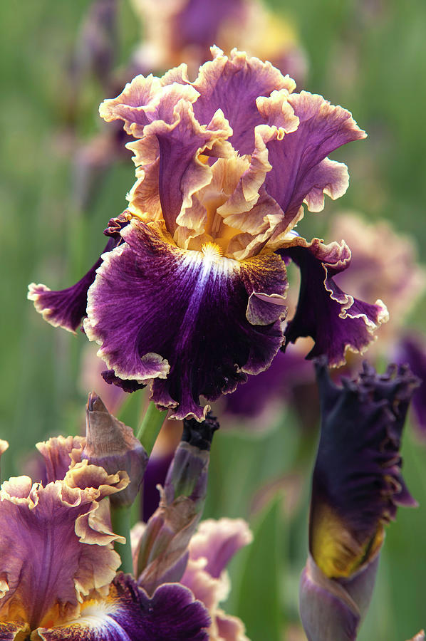 Beauty Of Irises. Montmartre 3 Photograph by Jenny Rainbow