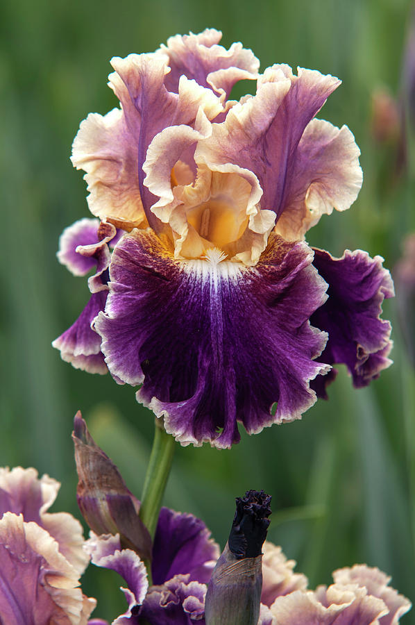 Beauty Of Irises. Montmartre 4 Photograph by Jenny Rainbow