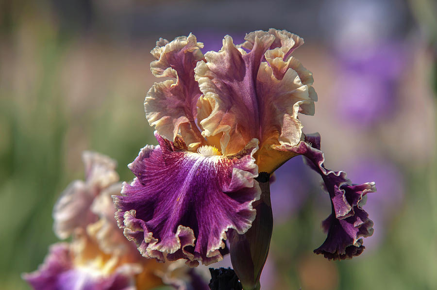 Beauty Of Irises. Montmartre 5 Photograph by Jenny Rainbow