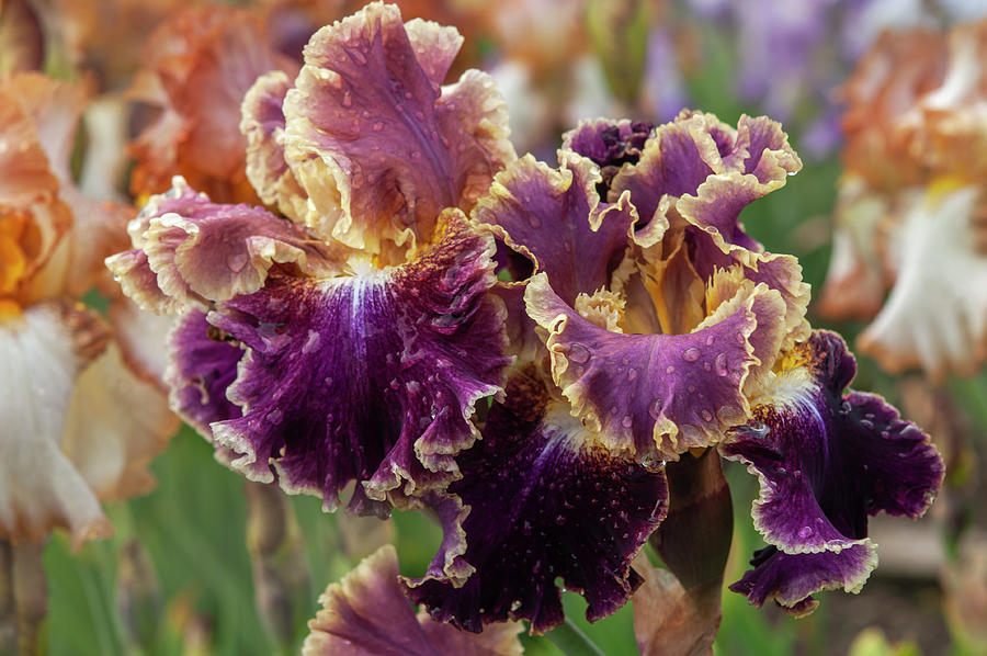 Beauty Of Irises. Montmartre 6 Photograph by Jenny Rainbow