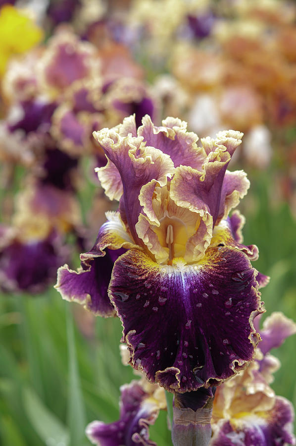 Beauty Of Irises. Montmartre 7 Photograph by Jenny Rainbow