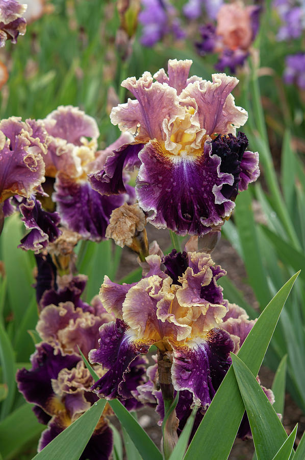 Beauty Of Irises. Montmartre 8 Photograph