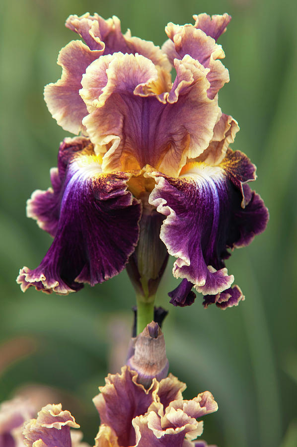 Beauty Of Irises. Montmartre Photograph by Jenny Rainbow