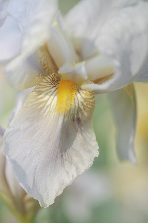 Beauty Of Irises. Moonlight Photograph by Jenny Rainbow