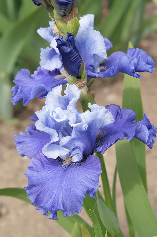 Beauty Of Irises. Music of the Surf Photograph by Jenny Rainbow