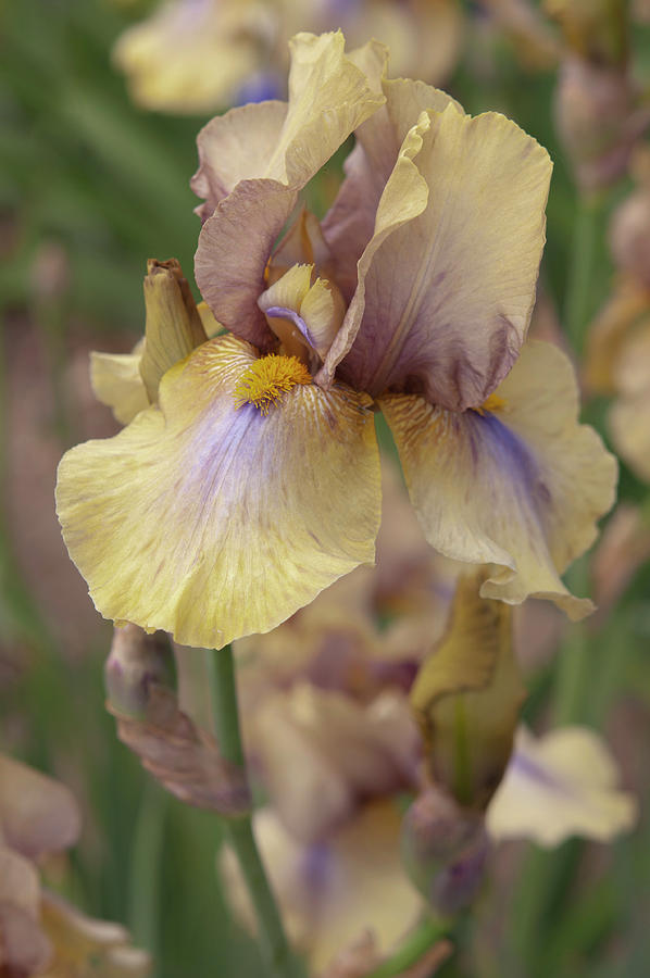 Beauty Of Irises. Mystery Time 2 Photograph by Jenny Rainbow