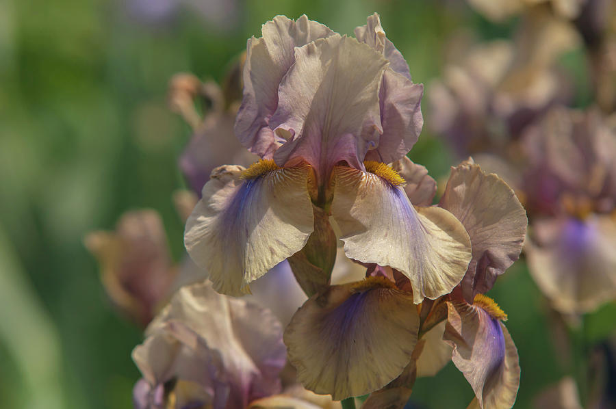 Beauty Of Irises. Mystery Time 3 Photograph by Jenny Rainbow
