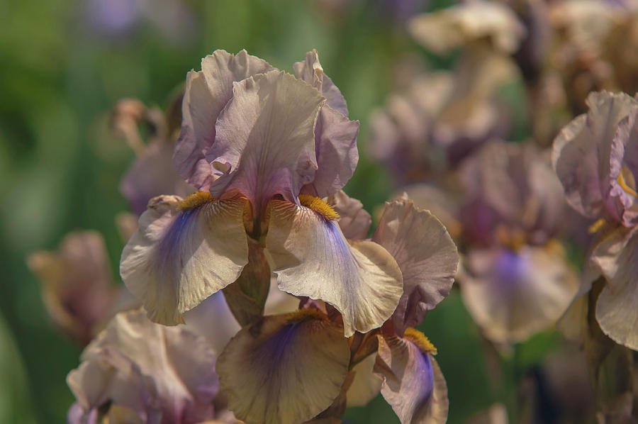 Beauty Of Irises. Mystery Time 4 Photograph by Jenny Rainbow