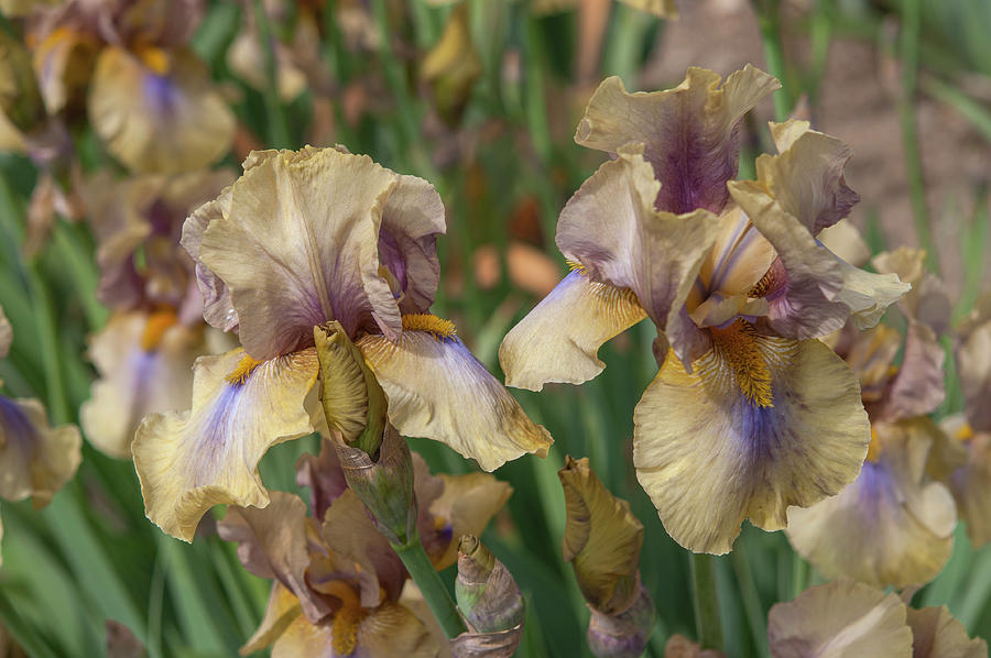 Beauty Of Irises. Mystery Time Photograph by Jenny Rainbow