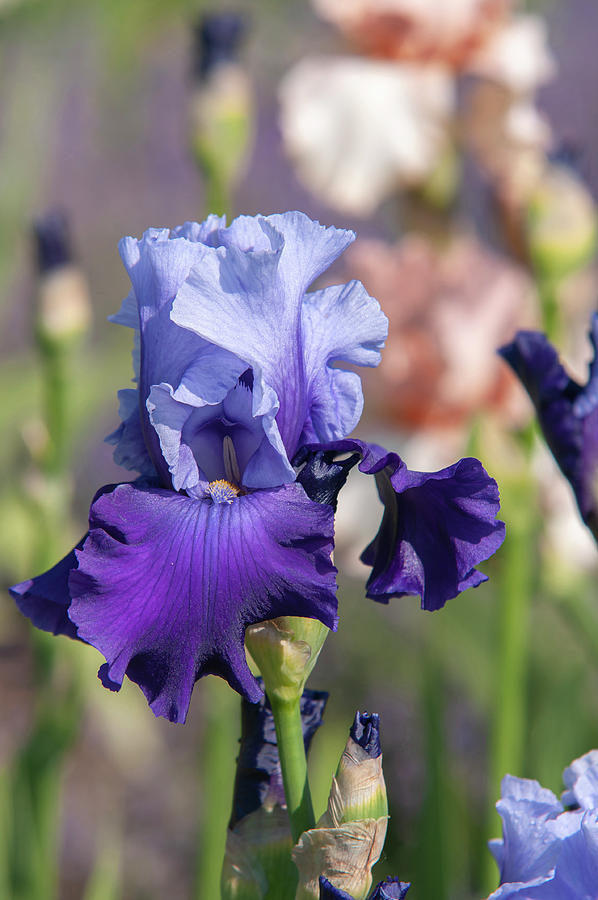 Beauty Of Irises. Mystique 1 Photograph by Jenny Rainbow