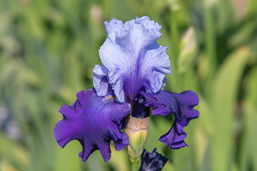 Beauty Of Irises. Mystique 3 Photograph by Jenny Rainbow
