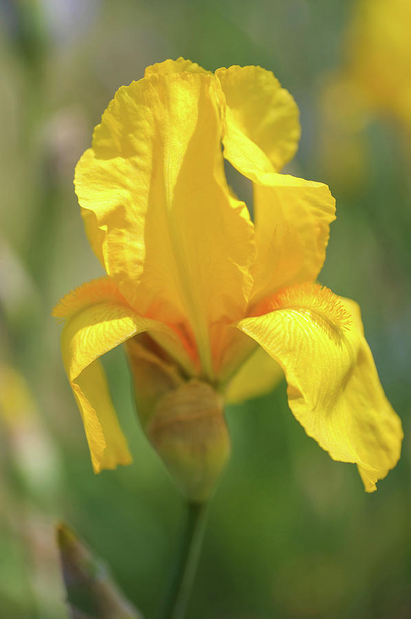 Beauty Of Irises. Ola Kala Photograph by Jenny Rainbow
