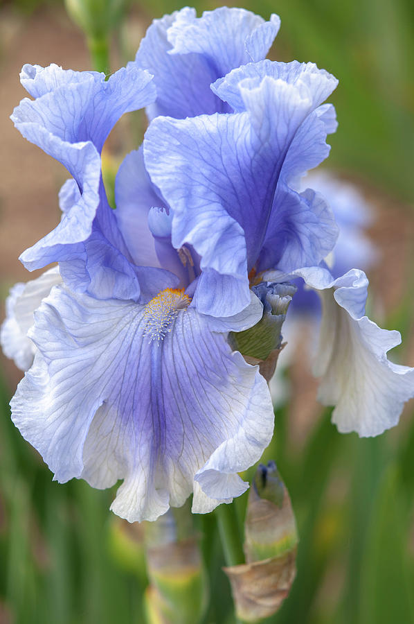 Beauty Of Irises. Olympiad 1 Photograph by Jenny Rainbow