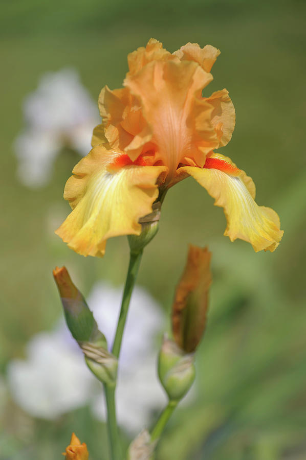 Beauty Of Irises. Olympic Challenge Photograph by Jenny Rainbow