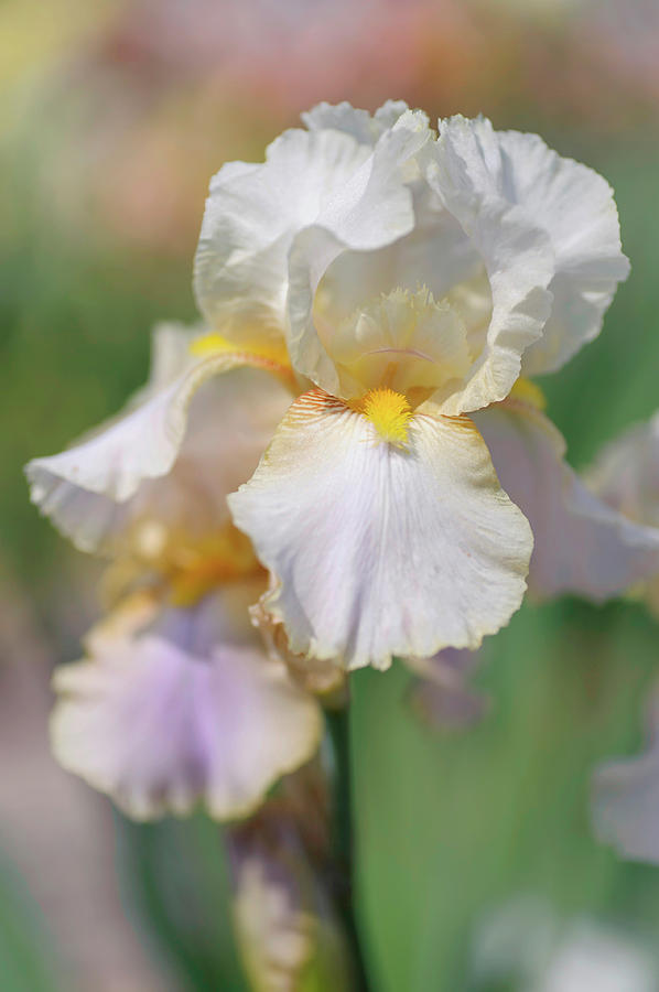 Beauty Of Irises. Omas Sommerkleid Photograph by Jenny Rainbow