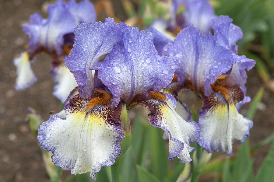 Beauty Of Irises. On The Go 1 Photograph by Jenny Rainbow