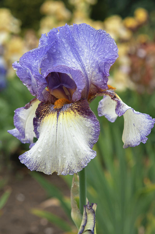 Beauty Of Irises. On The Go 2 Photograph by Jenny Rainbow