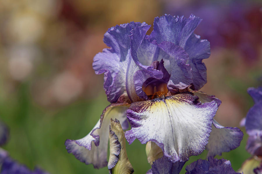 Beauty Of Irises. On The Go 4 Photograph by Jenny Rainbow