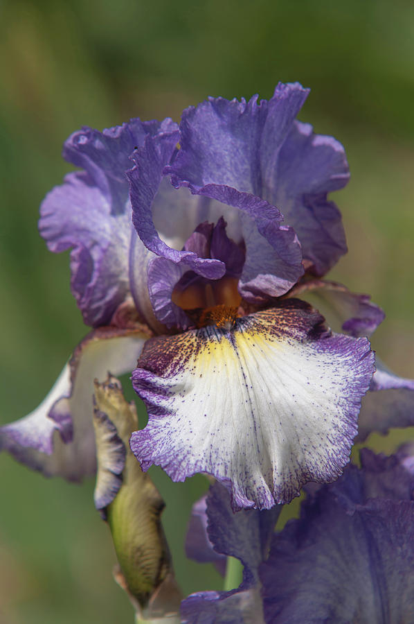 Beauty Of Irises. On The Go 5 Photograph by Jenny Rainbow