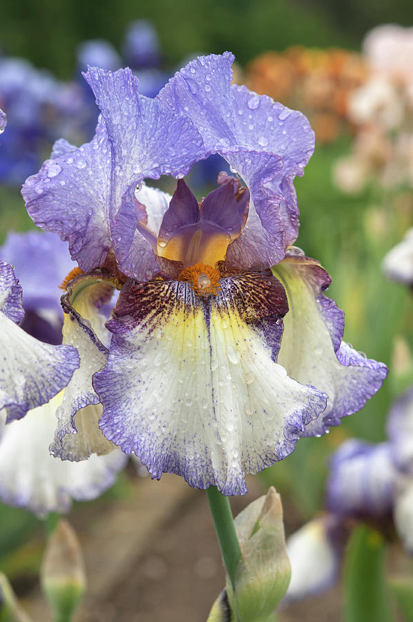 Beauty Of Irises. On The Go Photograph by Jenny Rainbow
