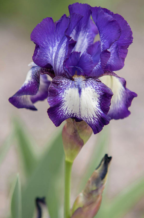 Beauty Of Irises. Pacer 1 Photograph by Jenny Rainbow