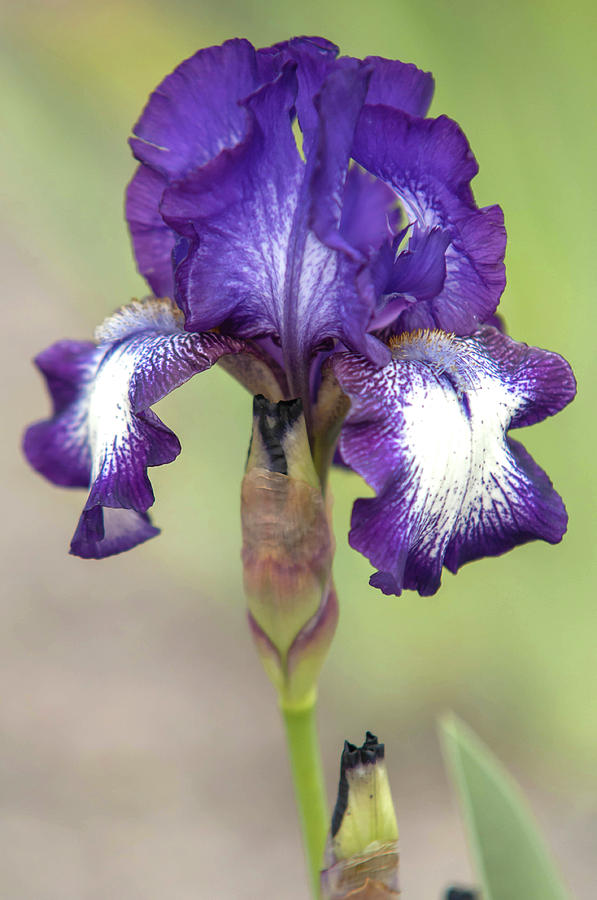 Beauty Of Irises. Pacer 4 Photograph by Jenny Rainbow