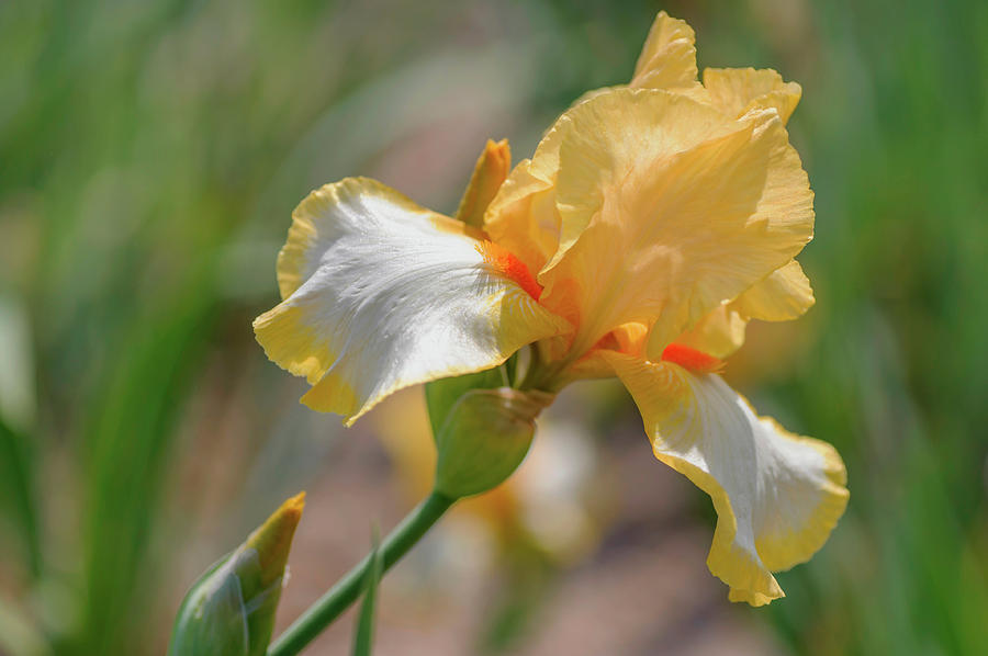 Beauty Of Irises. Palomino Photograph by Jenny Rainbow