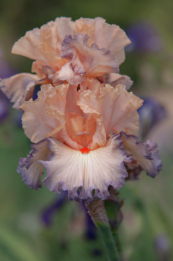 Beauty Of Irises. Parisian Dawn 1 Photograph by Jenny Rainbow