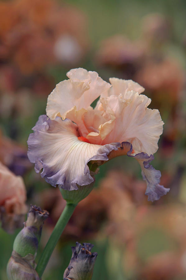 Beauty Of Irises. Parisian Dawn 2 Photograph by Jenny Rainbow